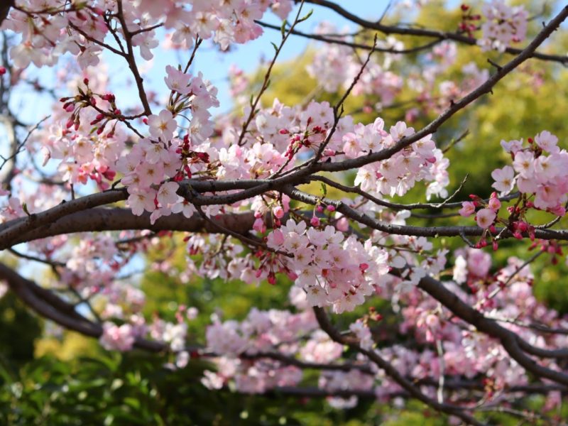 桜咲く、お花見散策２０２０