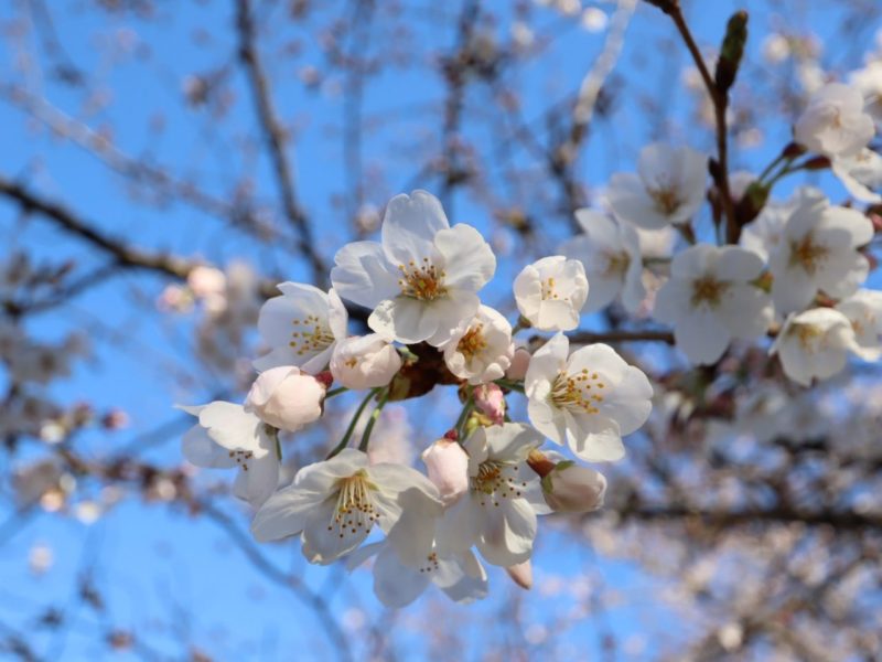 桜咲く、お花見２０２０