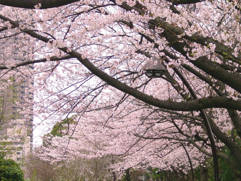 銀座かなめ屋のブログ-桜10