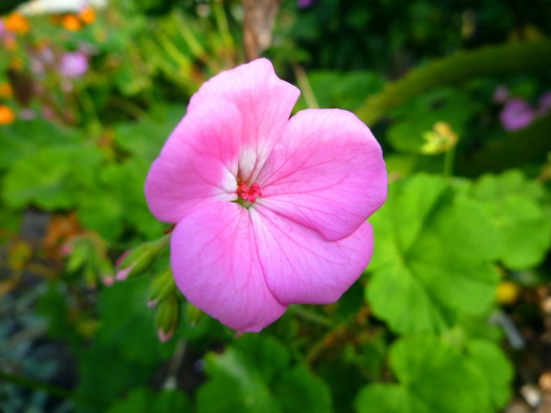銀座かなめ屋のブログ-ピンク花
