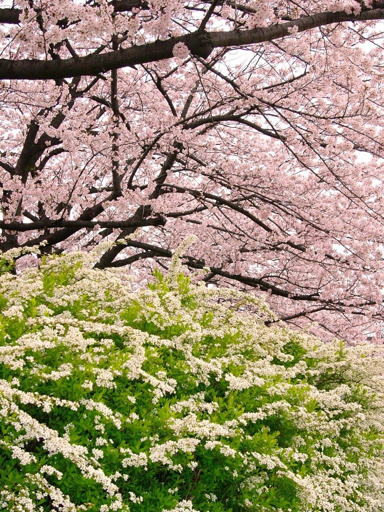 銀座かなめ屋のブログ-桜4