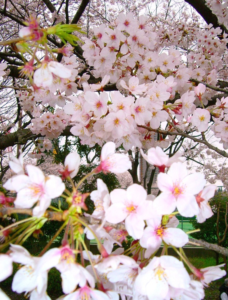 銀座かなめ屋のブログ-桜8