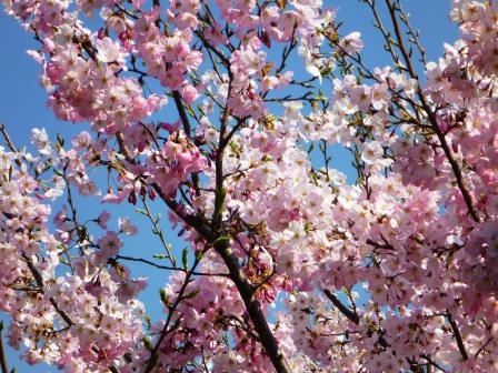 銀座かなめ屋・三代目のブログ-桜、さくら、サクラ咲く！