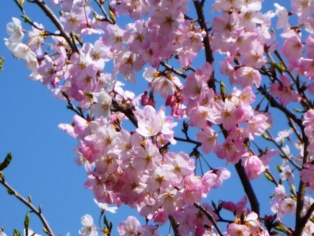 銀座かなめ屋・三代目のブログ-桜、さくら、サクラ咲く！