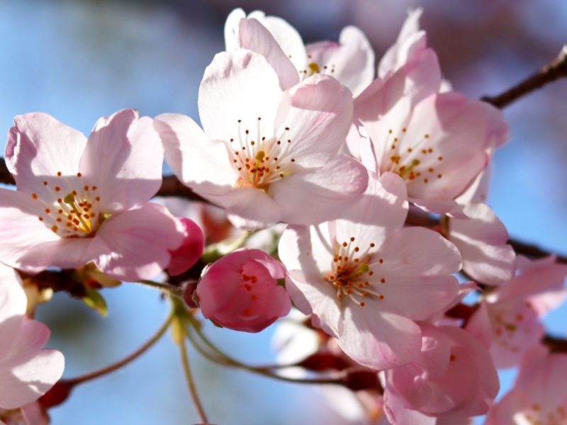 桜咲く、お花見散策２０２０