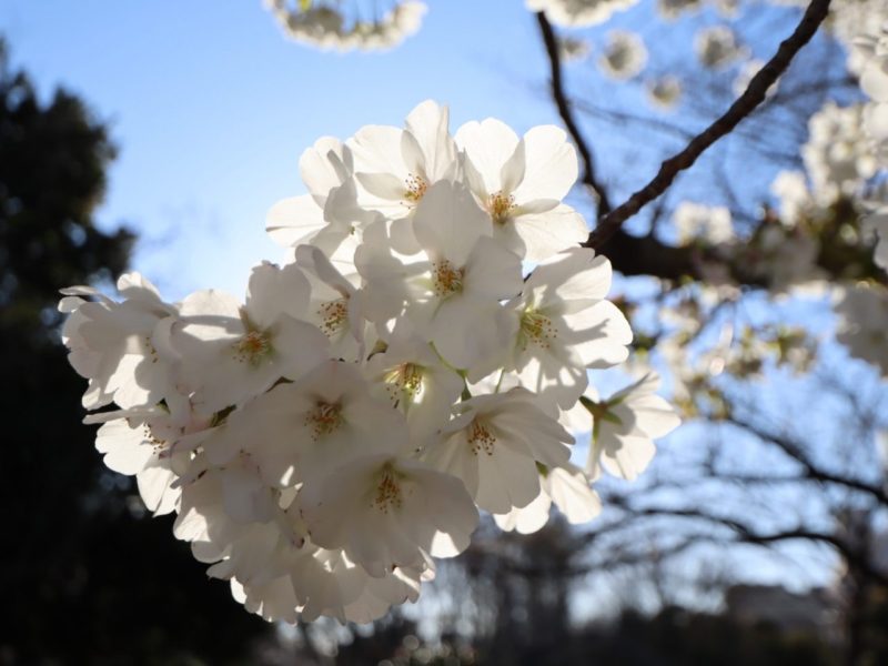 桜咲く、お花見２０２０